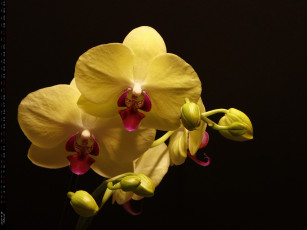 Картинка календари цветы лепестки