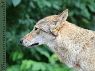 обоя календари, животные, морда, взгляд, профиль