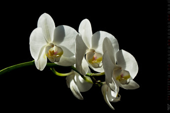 обоя календари, цветы, лепестки