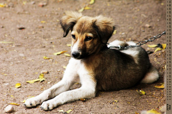 обоя календари, животные, собака, взгляд