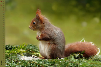 Картинка календари животные белка