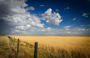 Картинка природа поля простор