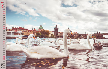 обоя календари, животные, водоем, лебедь