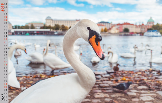 Обои картинки фото календари, животные, лебедь