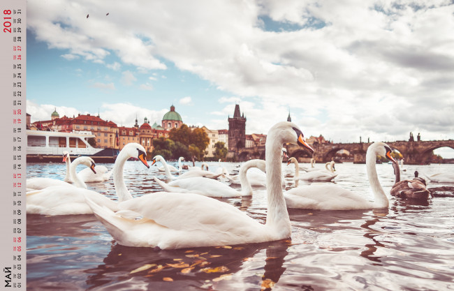 Обои картинки фото календари, животные, водоем, лебедь