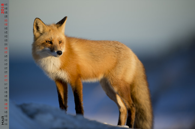 Обои картинки фото календари, животные, взгляд, лиса