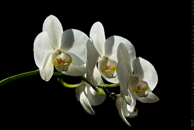 Обои картинки фото календари, цветы, лепестки