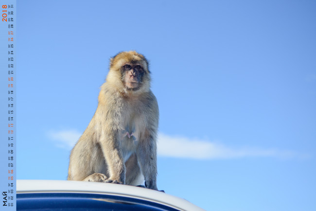Обои картинки фото календари, животные, обезьяна