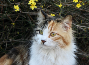 Картинка животные коты кот кошка