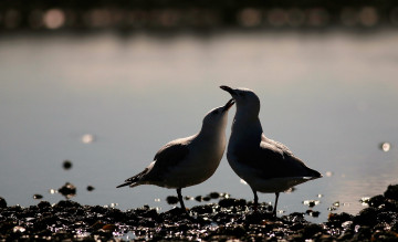 обоя животные, чайки,  бакланы,  крачки, пара, берег