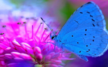 Картинка животные бабочки +мотыльки +моли бабочка цветок