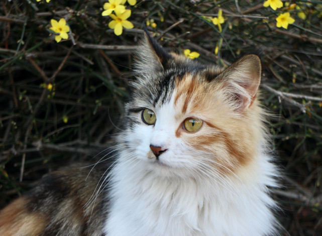 Обои картинки фото животные, коты, кот, кошка