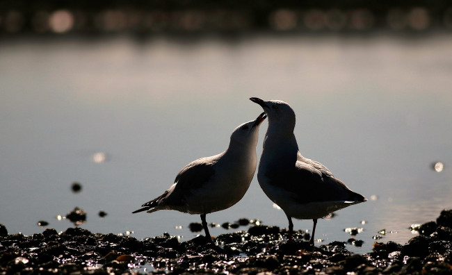 Обои картинки фото животные, чайки,  бакланы,  крачки, пара, берег