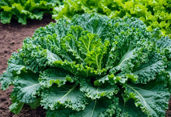 Картинка 3д+графика природа+ nature капуста