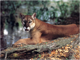 Картинка это не опасно животные пумы