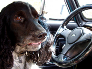 Картинка флючик животные собаки