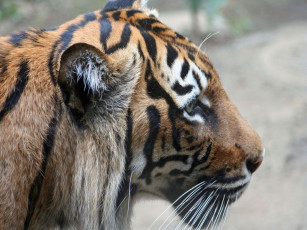 Картинка животные тигры