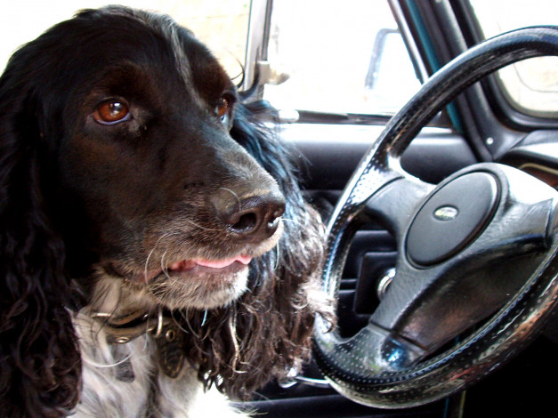 Обои картинки фото флючик, животные, собаки