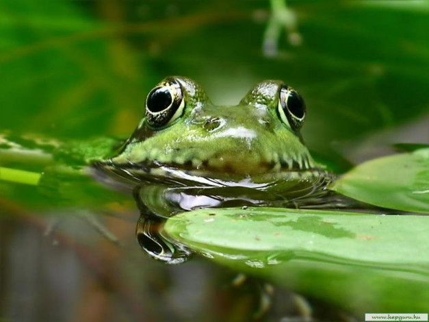 Обои картинки фото животные, лягушки