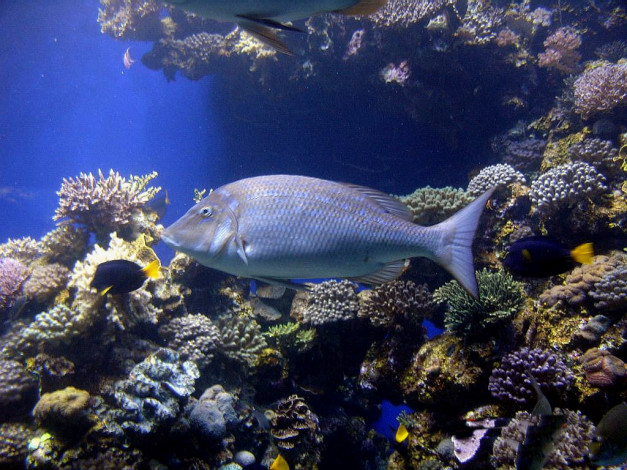 Обои картинки фото животные, рыбы