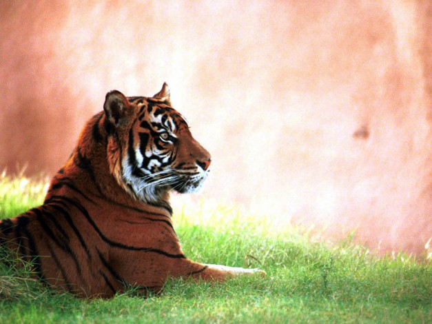 Обои картинки фото животные, тигры