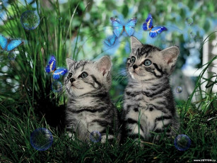 Картинка животные коты