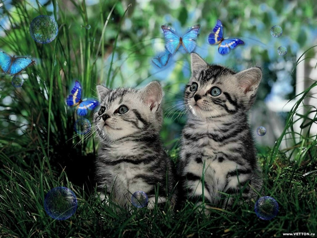 Обои картинки фото животные, коты
