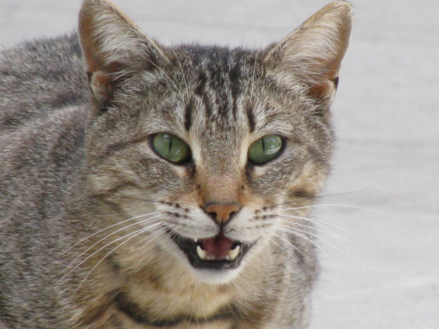 Обои картинки фото животные, коты