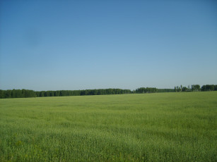 Картинка природа поля