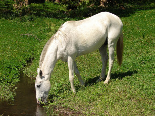 Картинка животные лошади