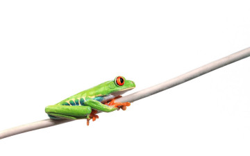 обоя животные, лягушки