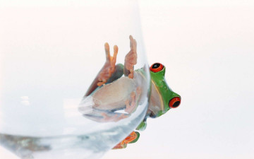 Картинка животные лягушки