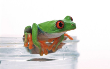 обоя животные, лягушки