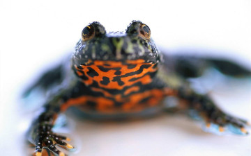 Картинка животные лягушки