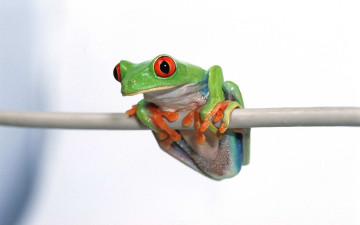 обоя животные, лягушки