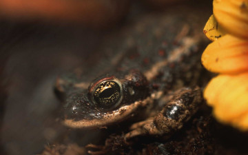 Картинка животные лягушки