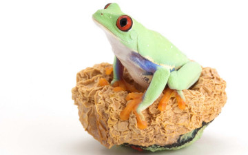 Картинка животные лягушки