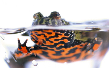 Картинка животные лягушки