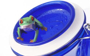 Картинка животные лягушки