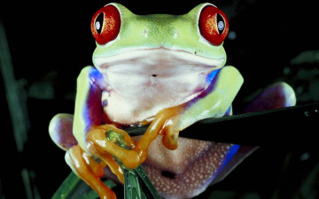 Картинка животные лягушки