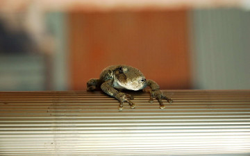 Картинка животные лягушки