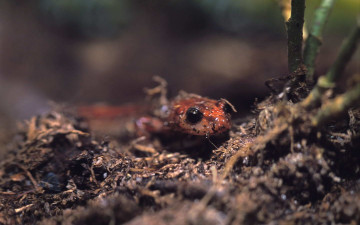 Картинка животные лягушки