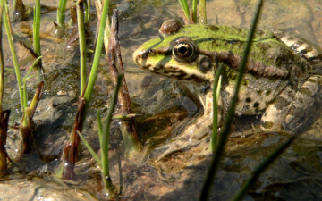 Картинка животные лягушки