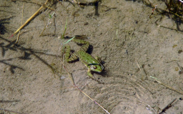 Картинка животные лягушки