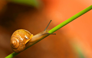 Картинка животные улитки