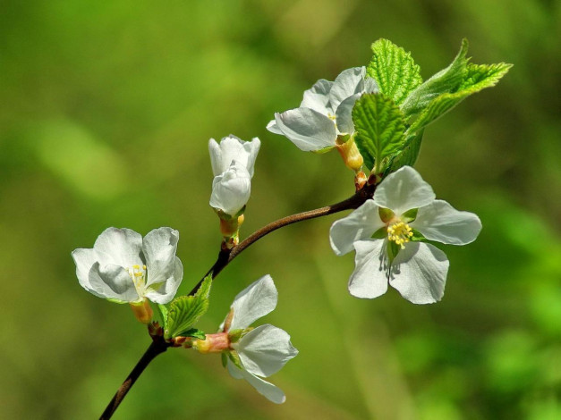 Обои картинки фото цветы, цветущие, деревья, кустарники