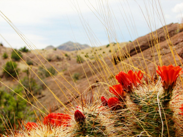 Обои картинки фото цветы, кактусы