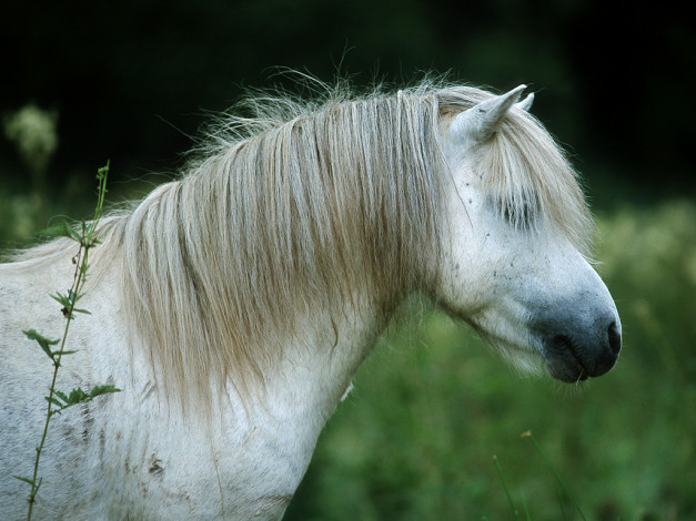 Обои картинки фото животные, лошади