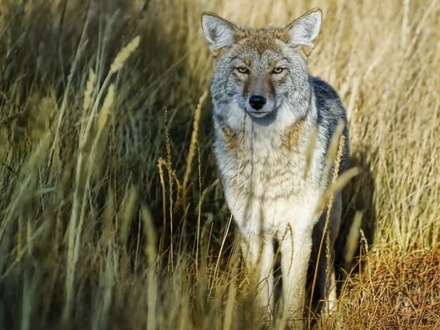 Обои картинки фото животные, волки