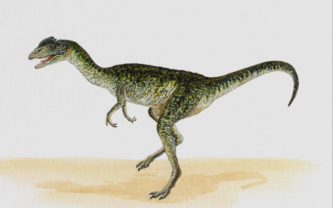 Обои картинки фото рисованные, животные, доисторические